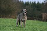 IRISH WOLFHOUND 297